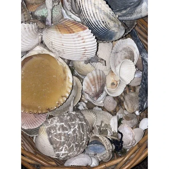Gift Bag Of Beautiful Seashells Sourced From Coastal SE Georgia And NE Florida - Picture 13 of 16